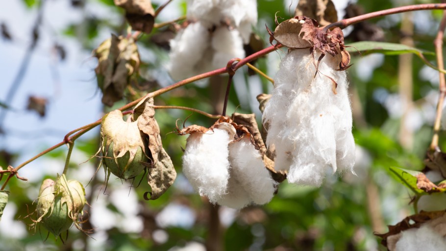 beplay官网娱乐联合国已经宣布它将表示每年10月7日为世界棉花日在其永久的日历。