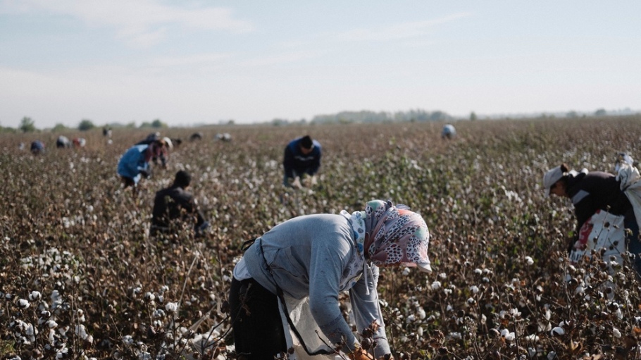 beplay官网娱乐棉花竞选引用一个突破的消除系统的儿童和强迫劳动来自乌兹别克斯坦的棉花田。