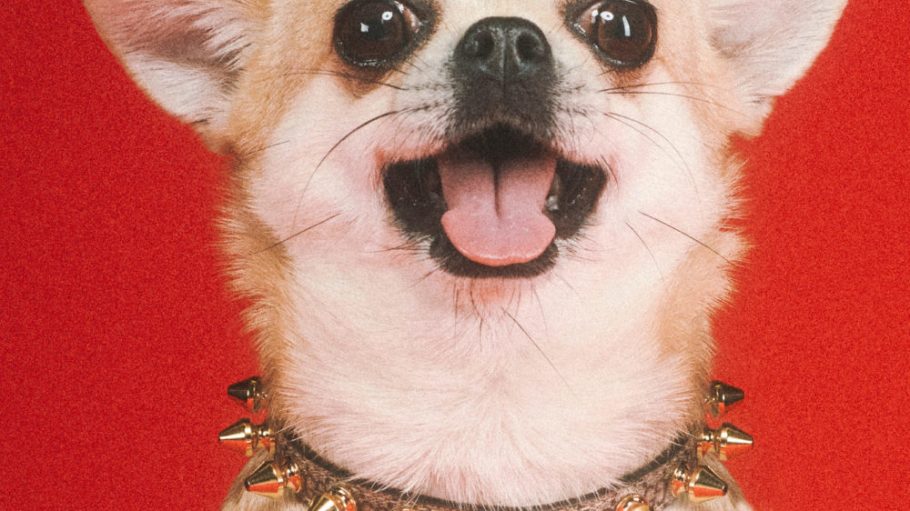 beplay官网娱乐古驰推出了首个宠物时装系列，加入其他高端品牌的行列，推出了自己的宠物时装系列。