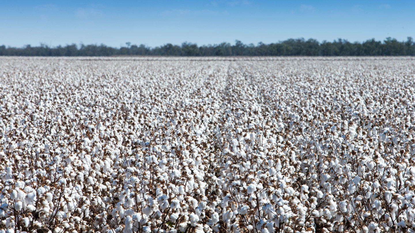 beplay官网娱乐马丁农场老板马丁·拉金股简化方面的棉花种植的技术。