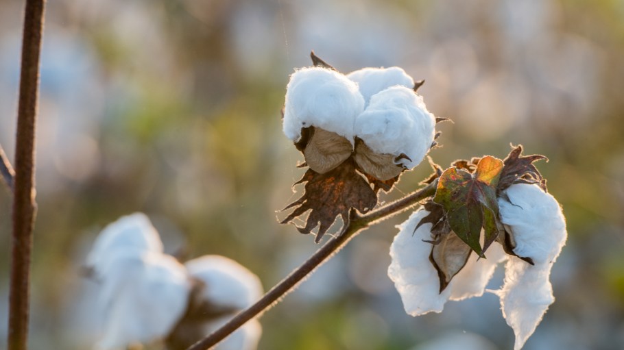 beplay官网娱乐最新的棉花研究对出口和环境意味着什么