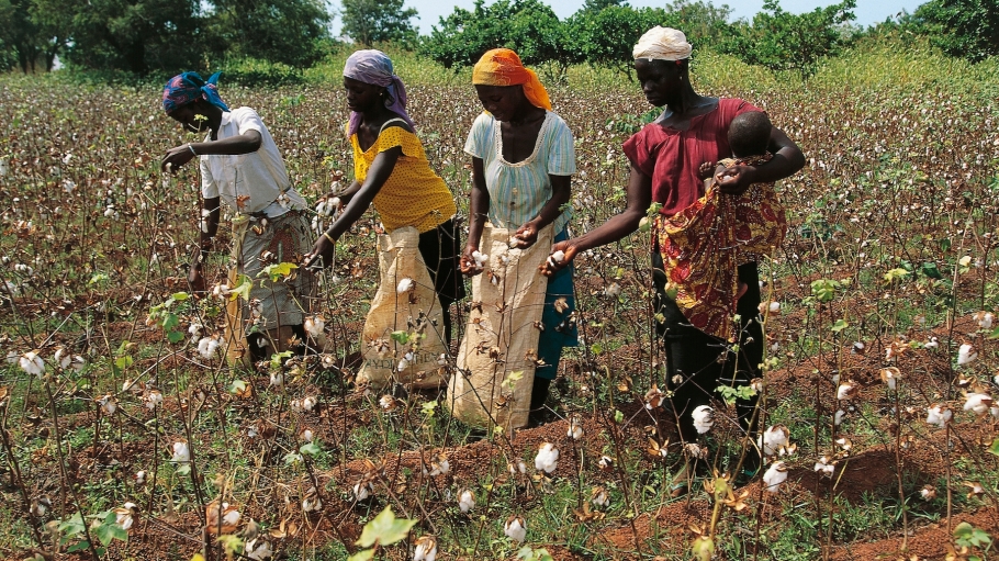 beplay官网娱乐收割棉花的妇女，Korhogo，象牙海岸。