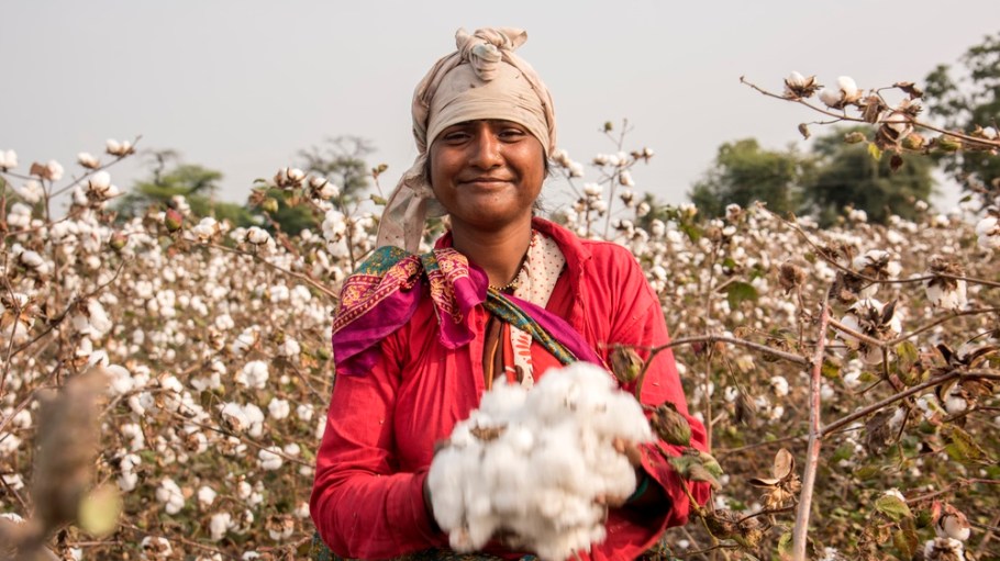 beplay官网娱乐在印度棉花的农民