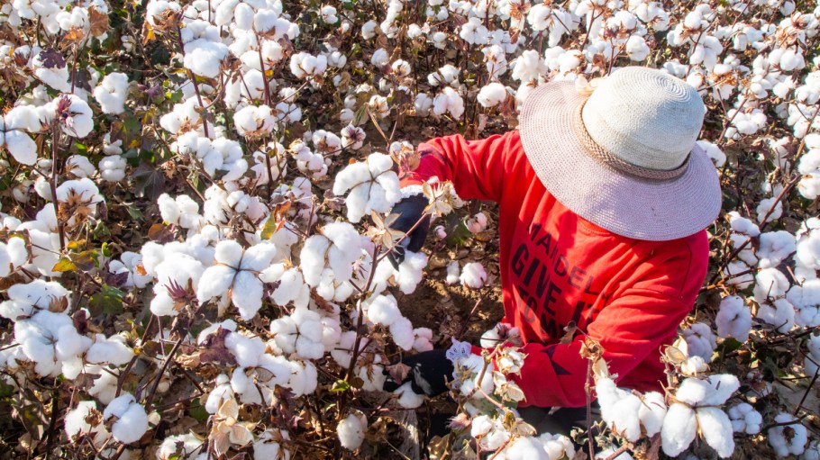 beplay官网娱乐农民的收成棉花在10月10日,2020年在中国新疆维吾尔自治区哈密。
