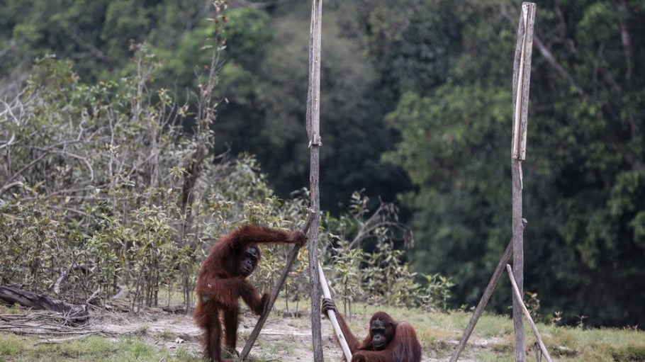 beplay官网娱乐猩猩在加里曼丹,印度尼西亚