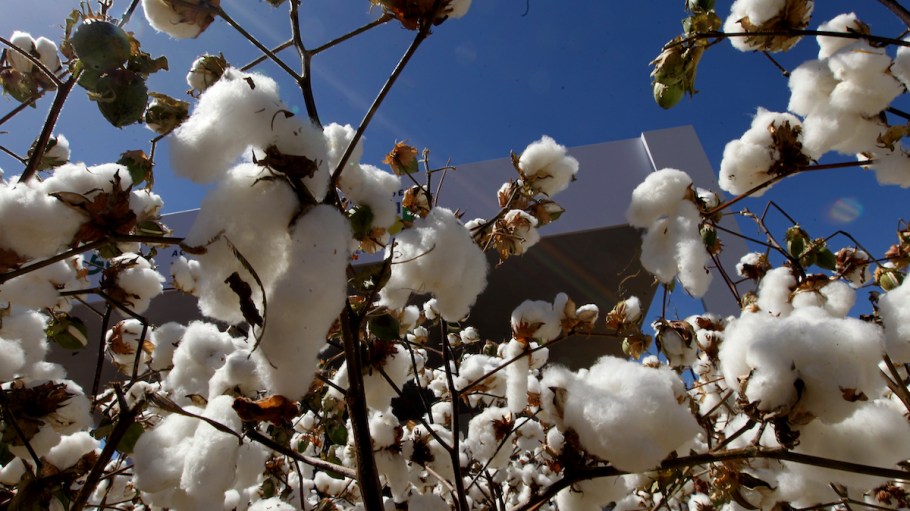 beplay官网娱乐埃及棉迹象有更好的棉花在未来保护农民和棉花。