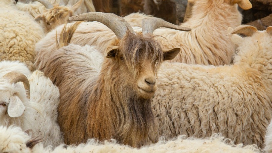 beplay官网娱乐时尚品牌受到善待动物组织,已涉嫌残忍出土的羊绒供应链。