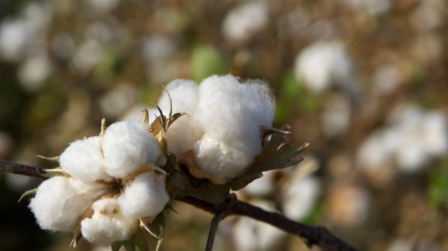 beplay官网娱乐CottonConnect发布了一个新的资源棉花杜松子酒,旨在提高标准棉花生产的最重要阶段之一。